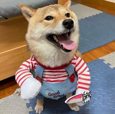 Halloween Dog Costume — Adjustable — view 10