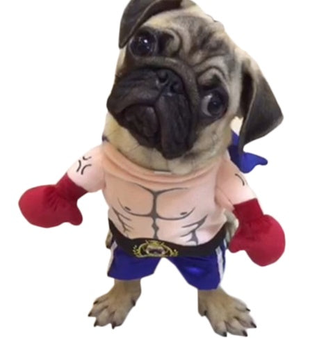 Boxer Costume for Cats — view 6