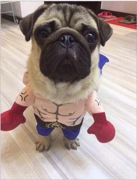 Boxer Costume for Cats — view 2